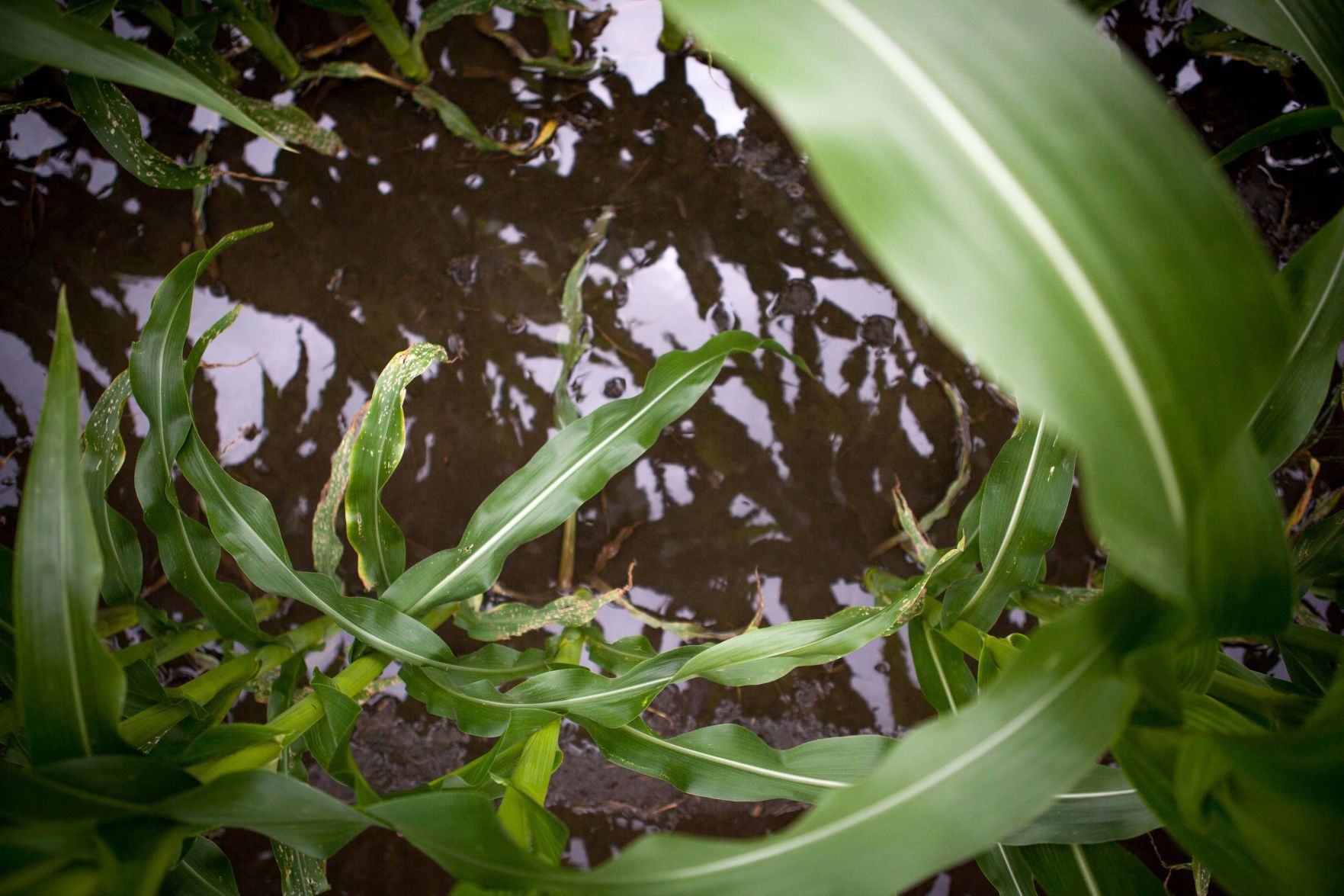 Crop damage